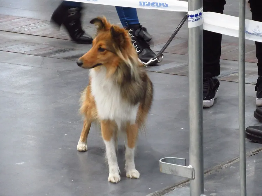 Sable