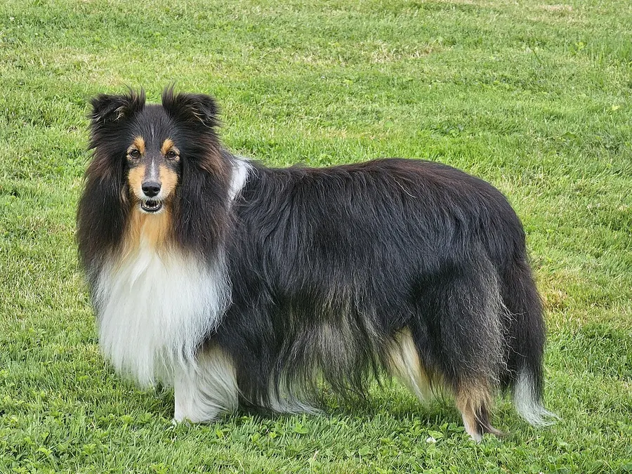 Tricolor