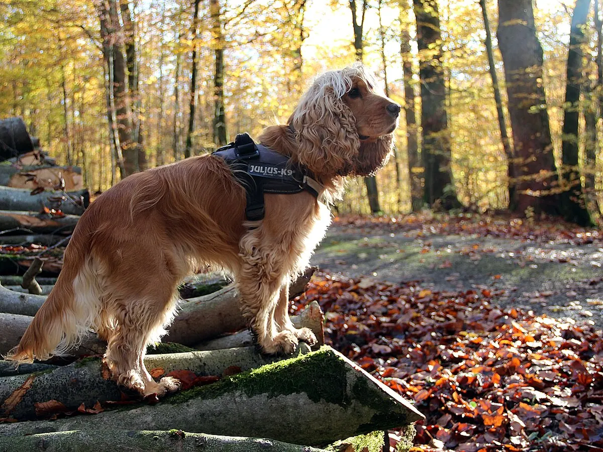 Cocker spaniel englez auriu, adult, în picioare, din profil, cu urechile lungi și blana lucioasă, pe fundal neutru