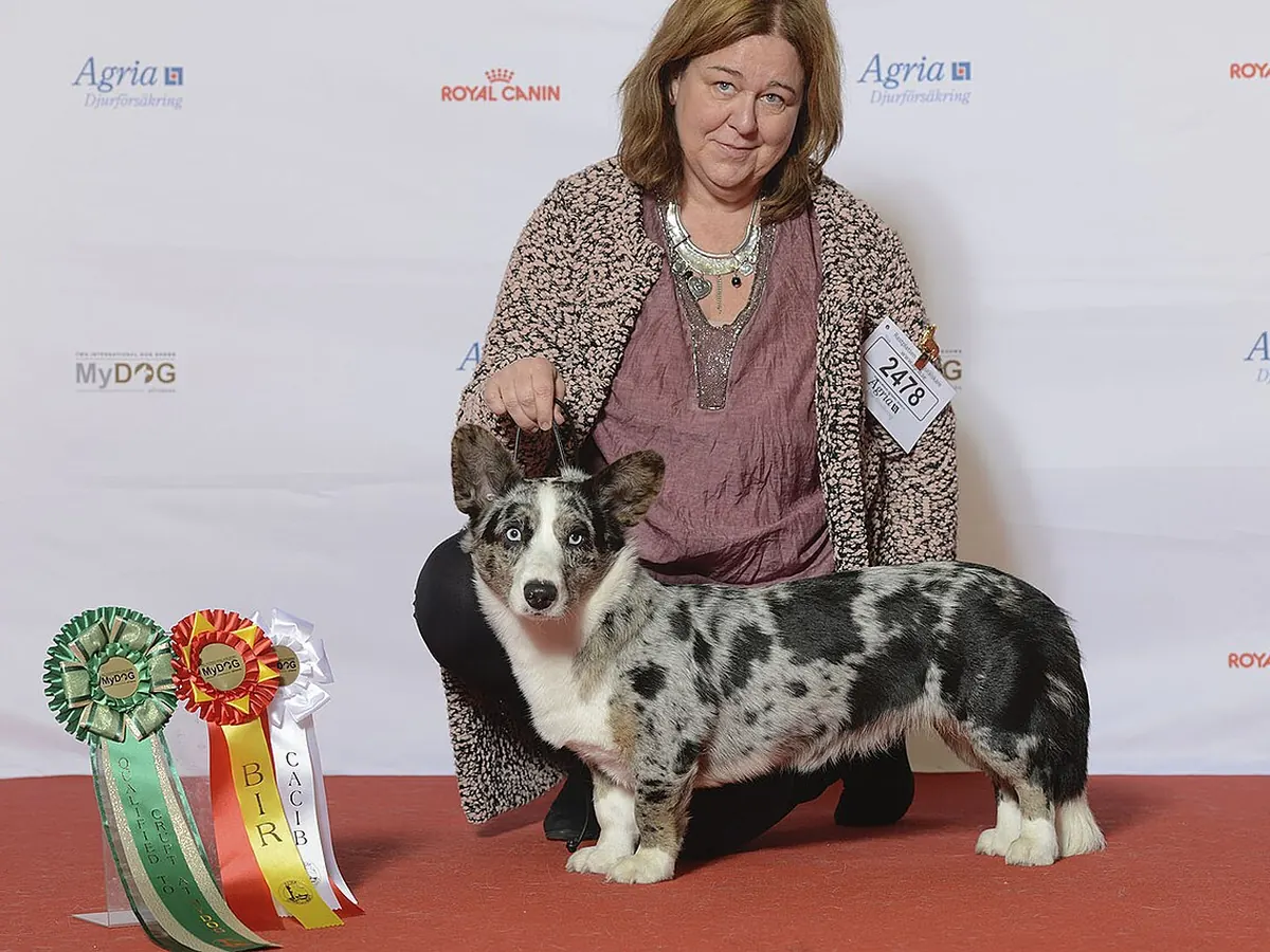 Welsh Corgi Cardigan blue merle, adult, în picioare, din profil, cu coadă lungă, pe fundal neutru