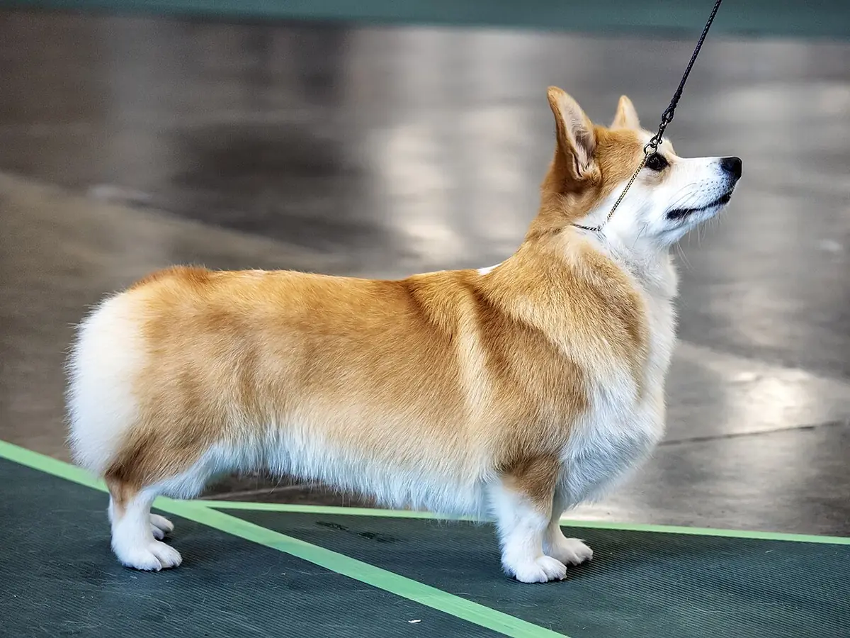 Corgi roșcat cu alb, adult, în picioare, din profil