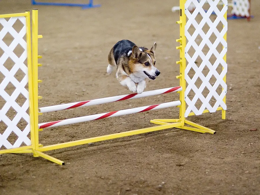 La agility