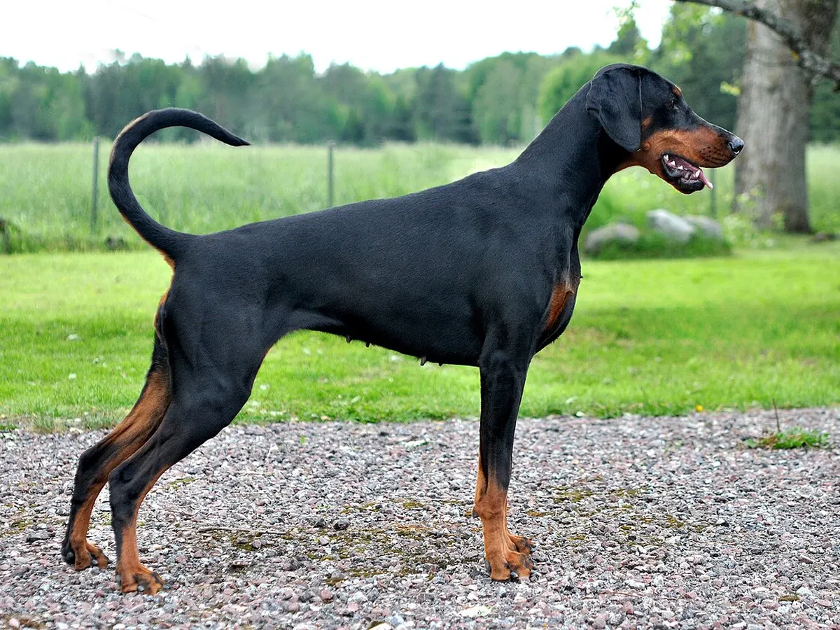 Dobermann negru cu tan, adult, în picioare, din profil, cu urechi netăiate, pe fundal neutru