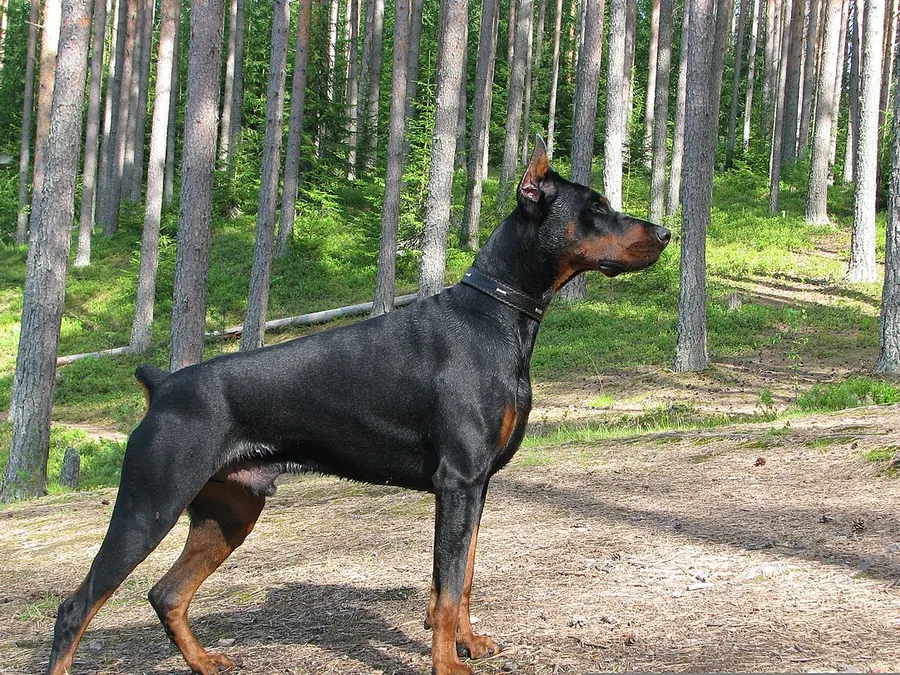 Negru cu tan