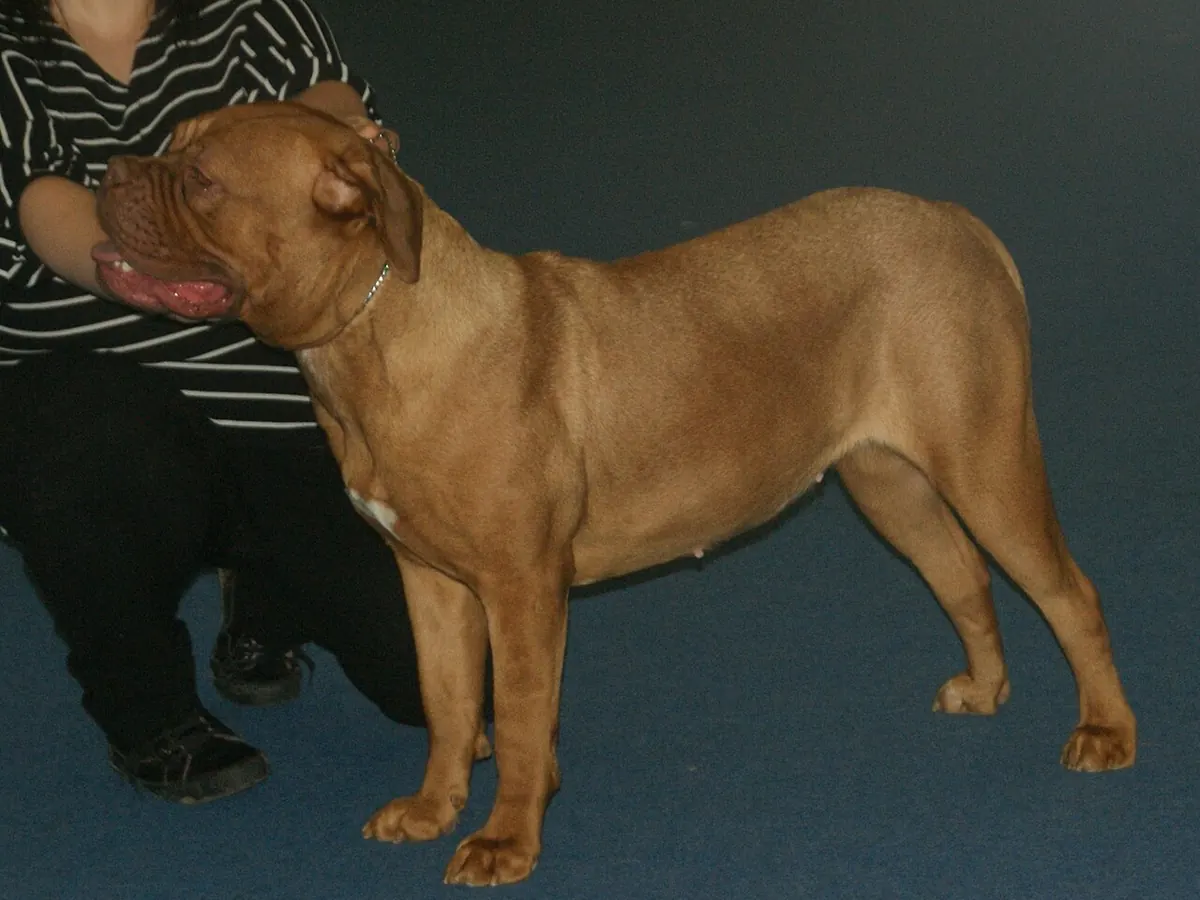 Dogue de Bordeaux fawn cu mască neagră, adult, în picioare, din profil
