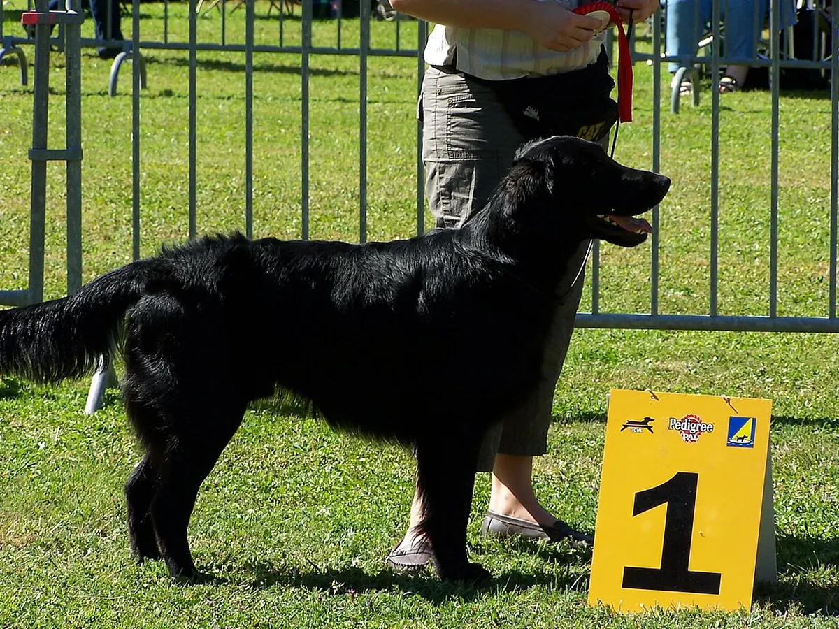 Flat-coated Retriever negru, adult, în picioare, din profil, cu blană lucioasă, pe fundal neutru