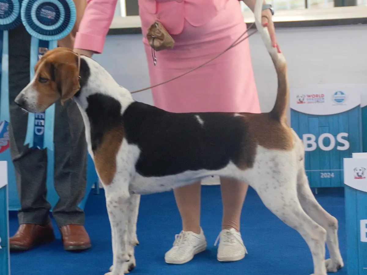 Foxhound englezesc alb, negru și tan, adult, în picioare, din profil, pe fundal neutru