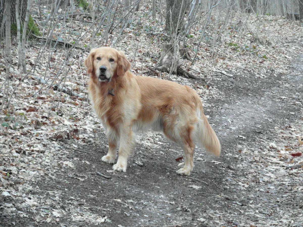 Golden retriever auriu, adult, în picioare, din profil