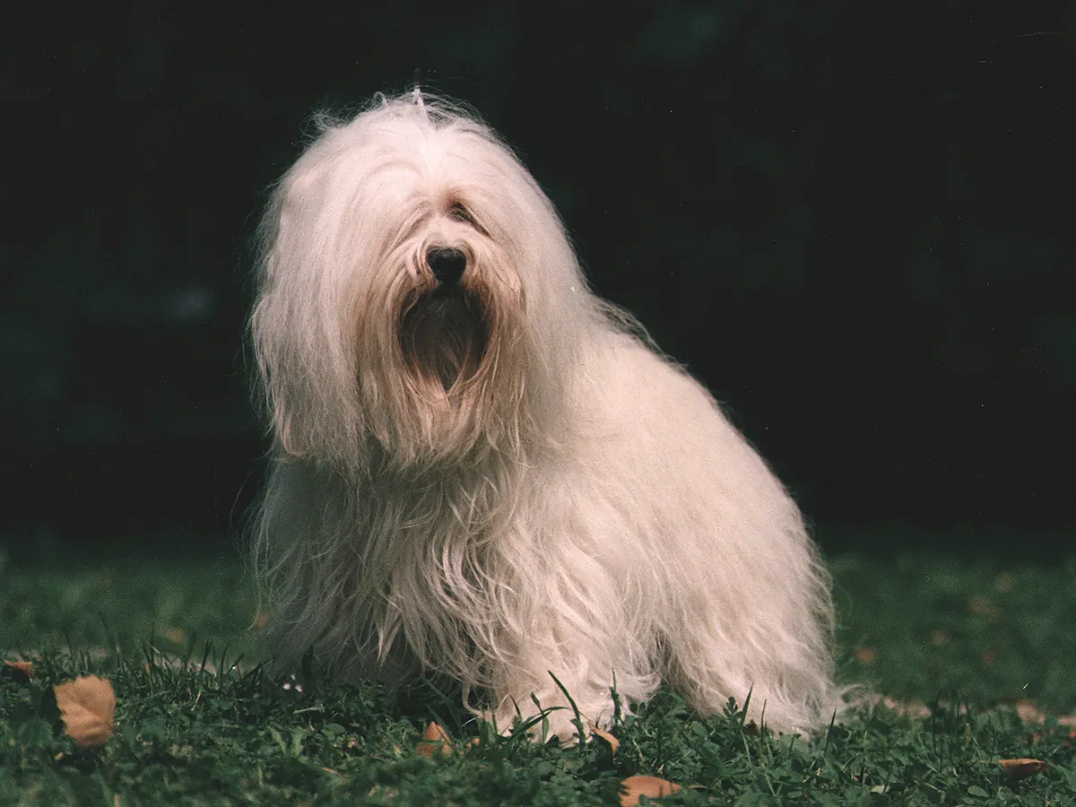 Bichon havanez maro-auriu, adult, în picioare, din profil, cu blana lungă și ondulată, pe fundal neutru