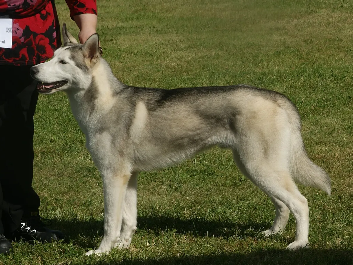 Husky siberian gri cu alb și ochi albaștri, adult, în picioare, din profil, pe fundal neutru