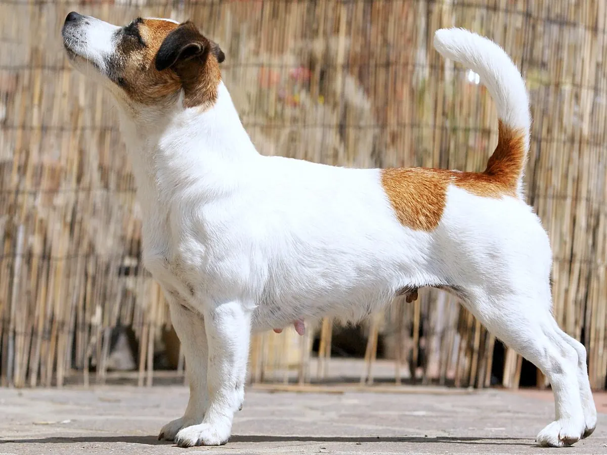 Jack Russell Terrier alb cu pete maro, adult, în picioare, din profil, cu păr neted, pe fundal neutru