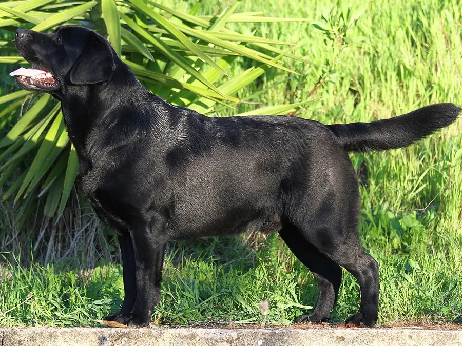 Negru adult