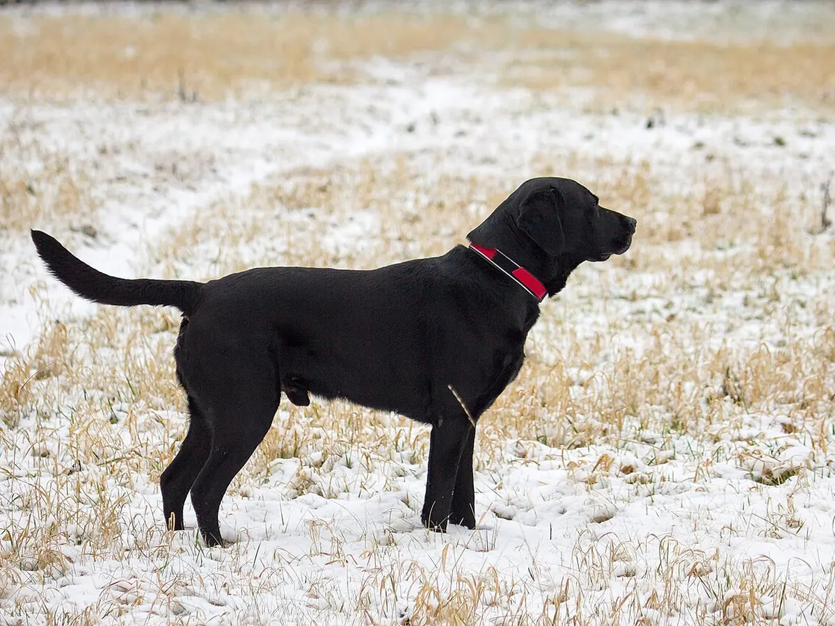 Labrador retriever negru, adult, în picioare, din profil
