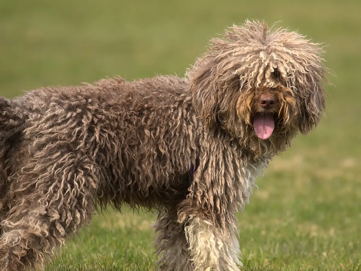 Lagotto Romagnolo maro, adult, cu blană creață, în picioare, din profil