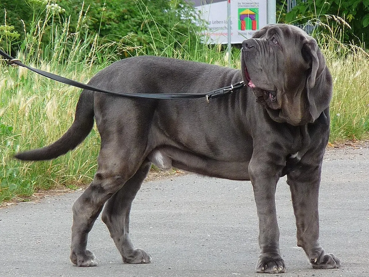 Mastino Napoletano gri, adult, în picioare, din profil, cu pielea lăsată și pliurile caracteristice
