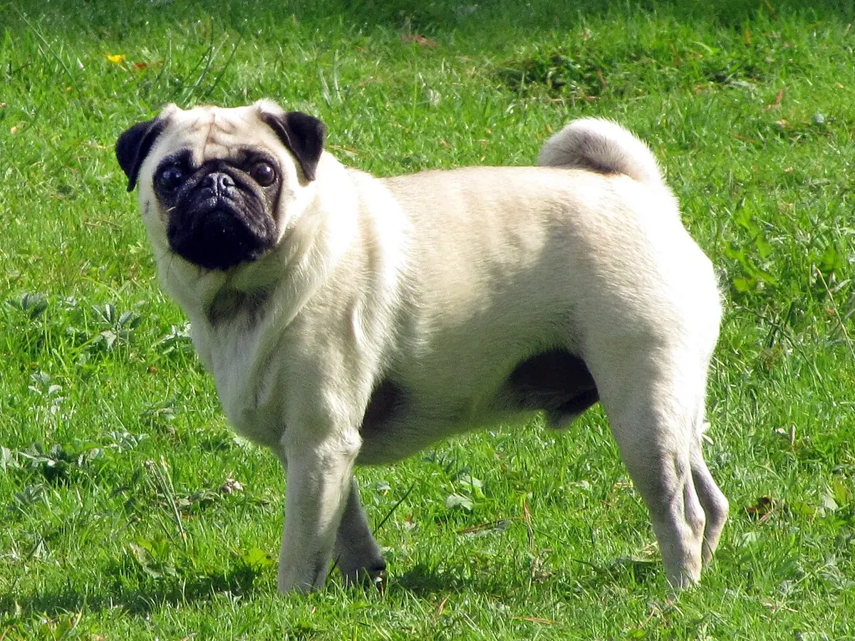 Mops fawn, adult, în picioare, din profil