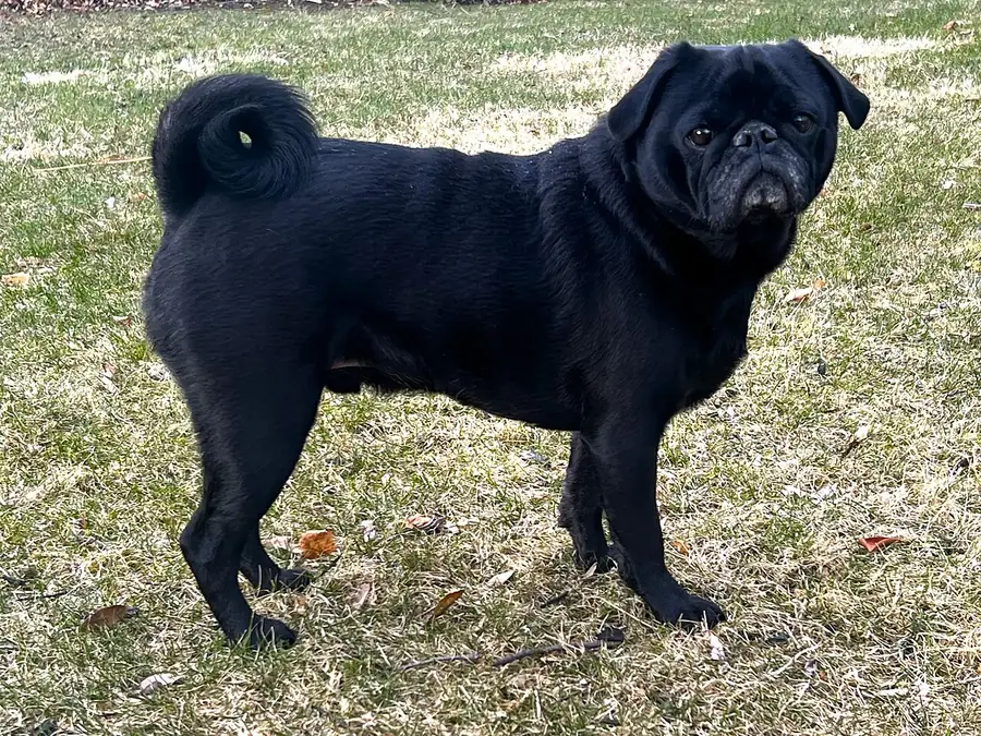 Negru