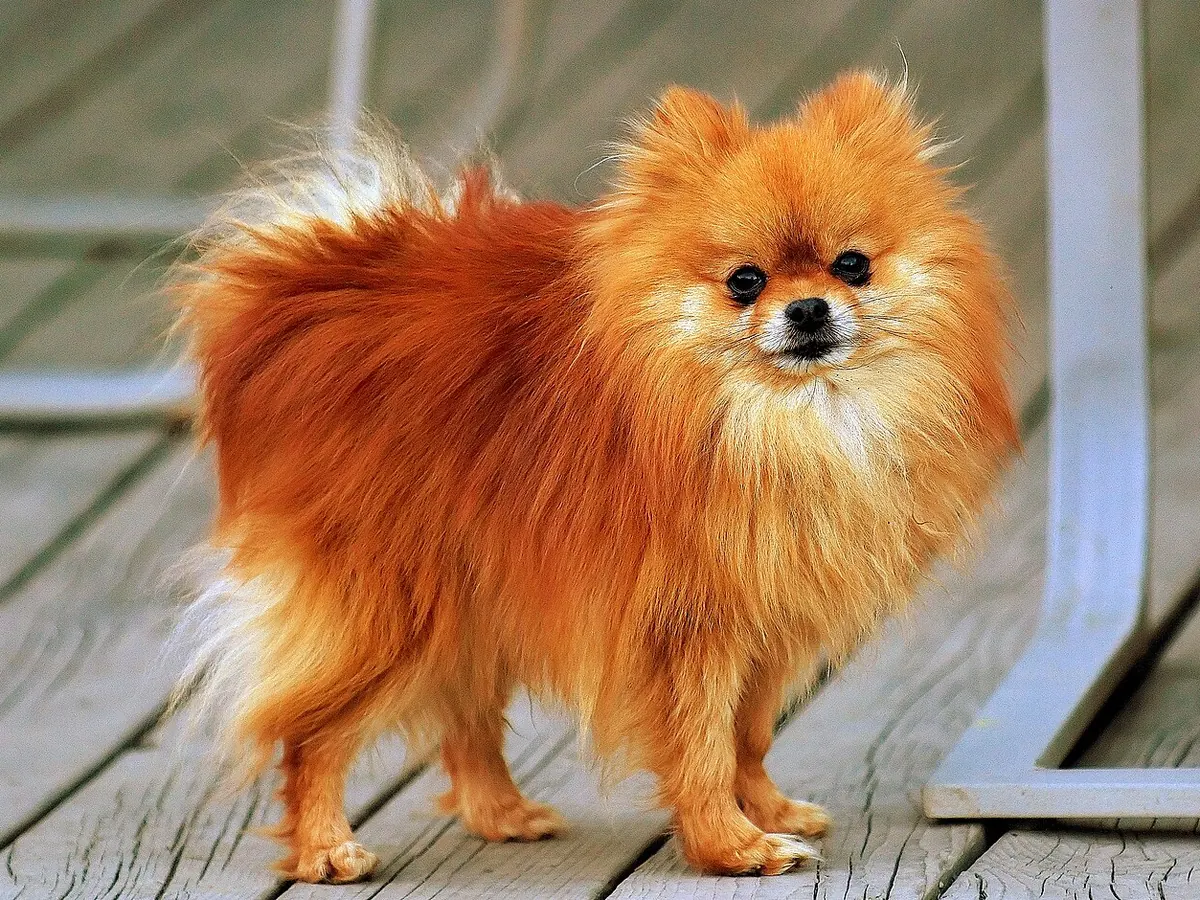 Pomeranian portocaliu adult, în picioare, din profil, cu blana pufoasă și coada răsfrântă pe spate