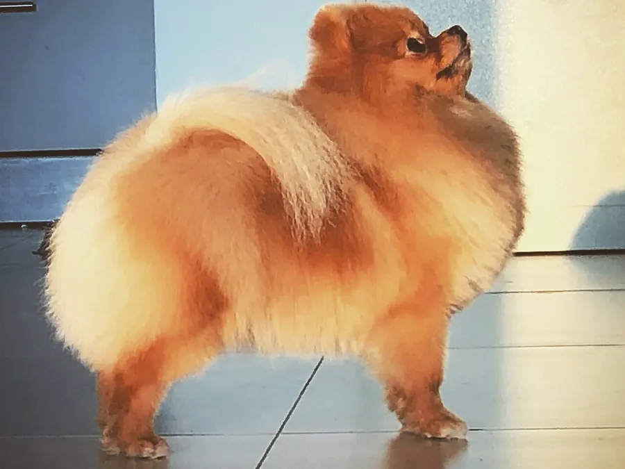 Cu coamă și coadă