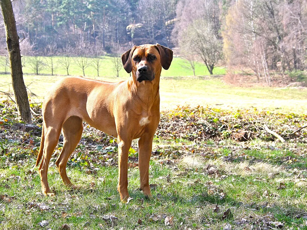 Rhodesian Ridgeback grâu roșcat, adult, în picioare pe iarbă