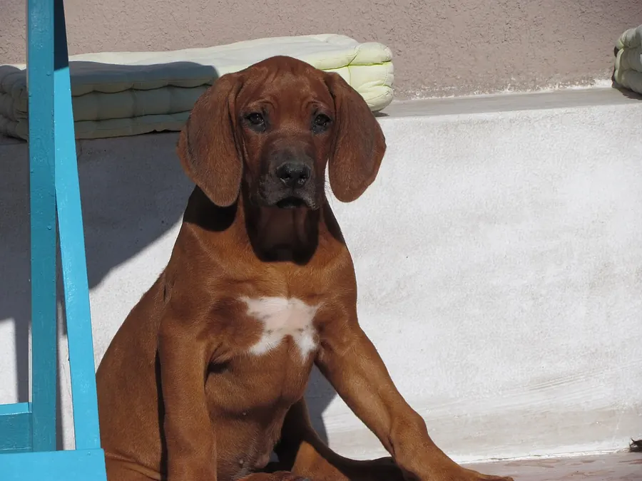 Pui