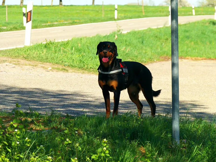 Negru cu foc, adult