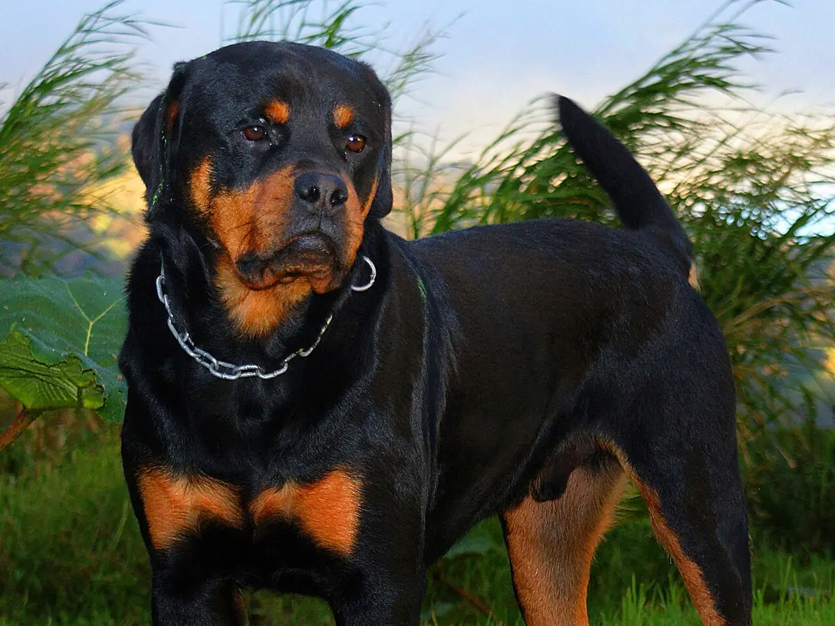 Rottweiler negru cu foc, adult, în picioare, din profil