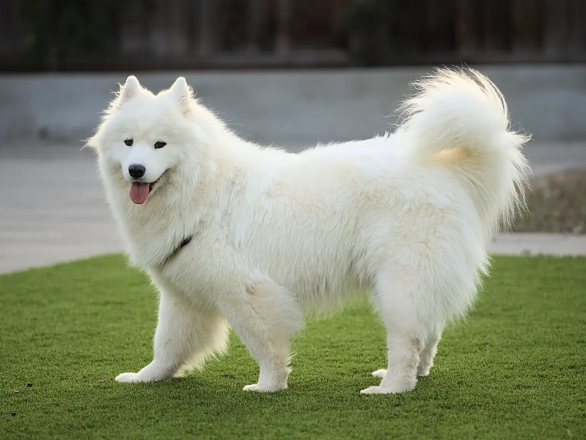 Samoyed alb, adult, în picioare, din profil, cu blana pufoasă și coada răsfrântă pe spate, pe fundal neutru