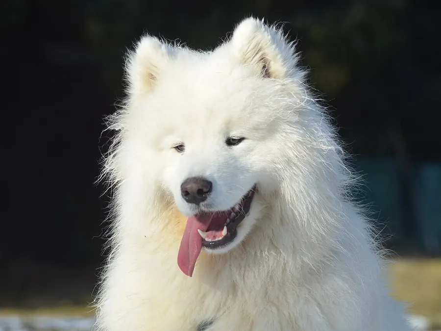 Zâmbet de Samoyed