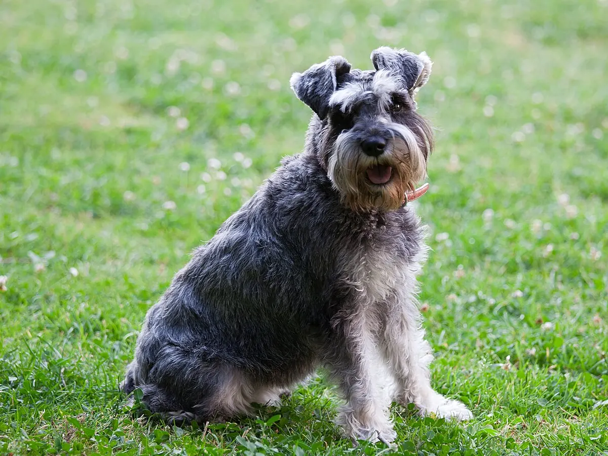 Schnauzer pitic „sare și piper”, adult, așezat pe iarbă