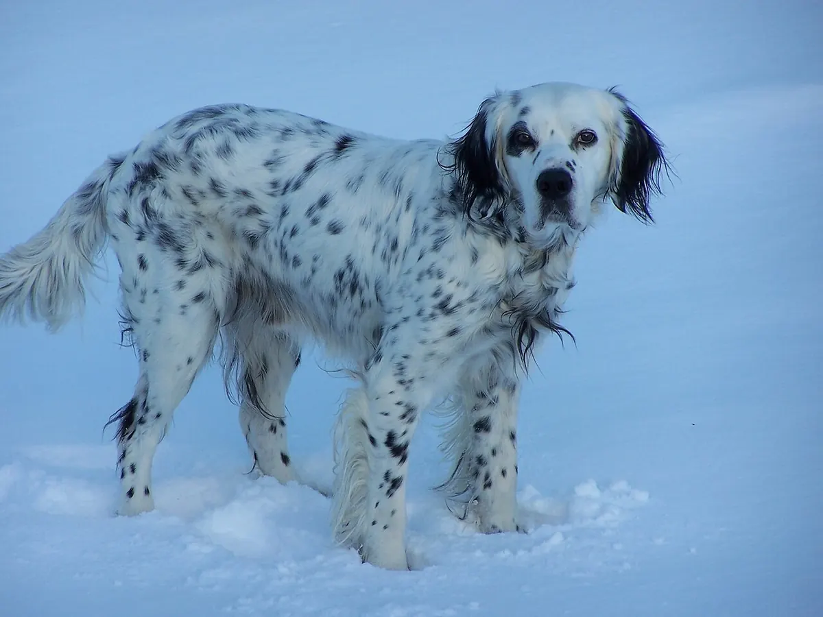 Setter englez blue belton, adult, în picioare în zăpadă