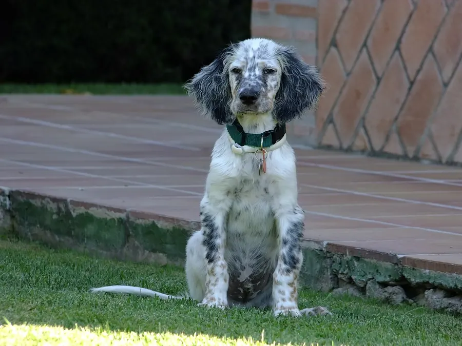 Pui de 2,5 luni
