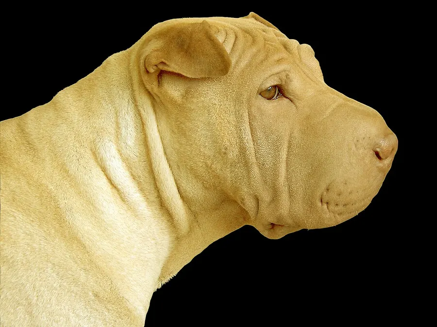 Botul „de hipopotam”