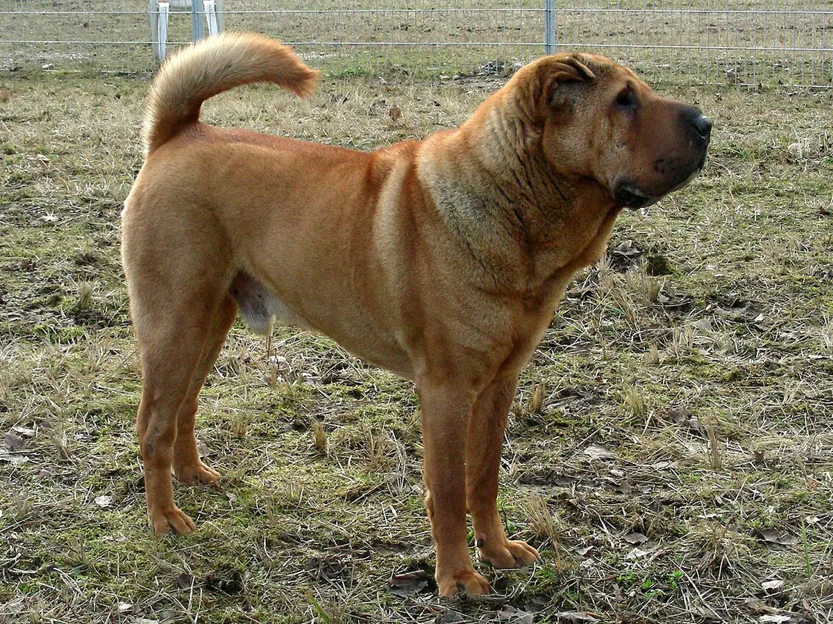Shar Pei fawn, adult, în picioare, din profil, cu pielea cutată pe cap și umeri, pe fundal neutru