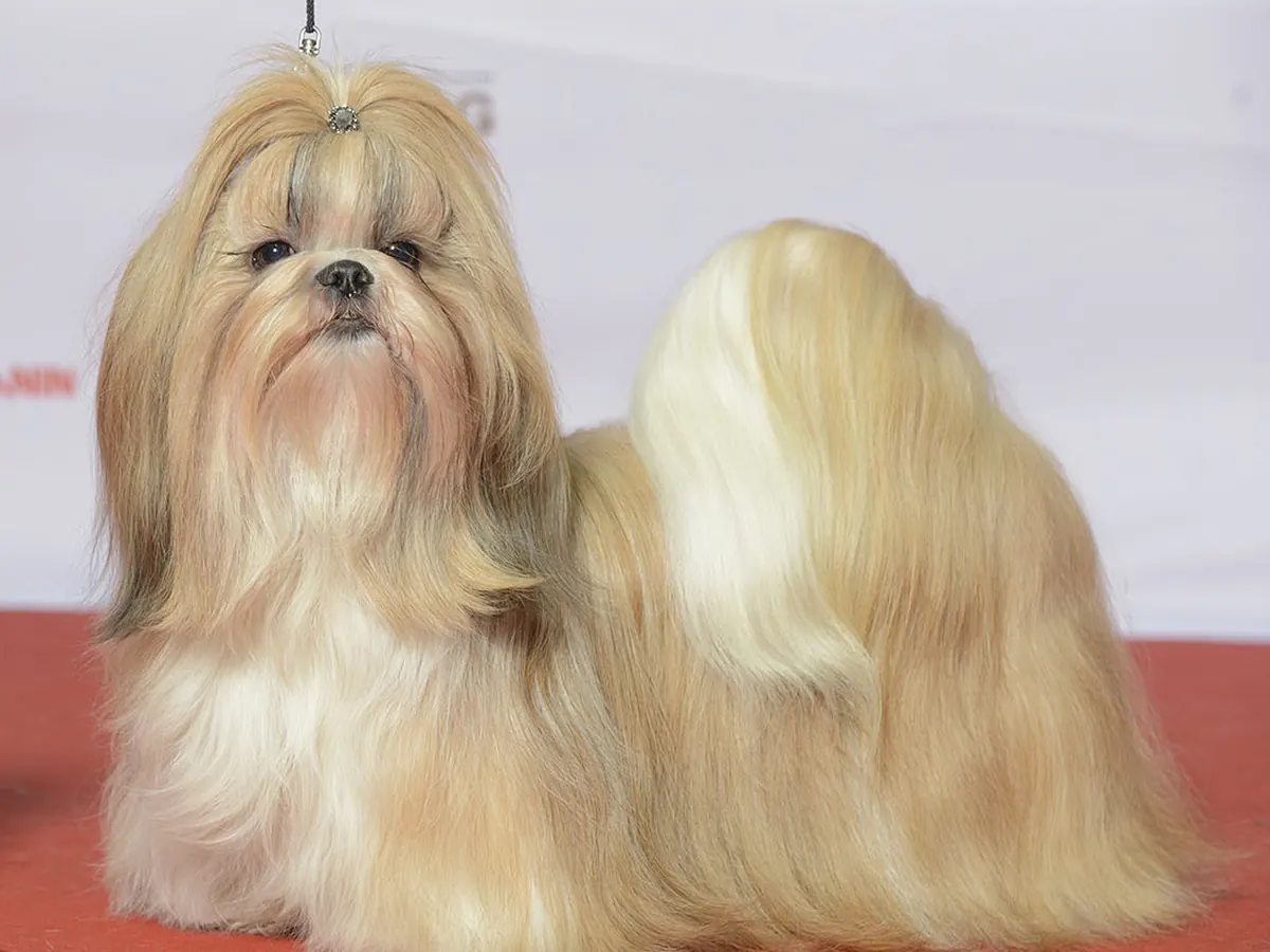 Shih Tzu auriu și alb, adult, în picioare, din profil, cu blana lungă și coc pe cap, pe fundal neutru