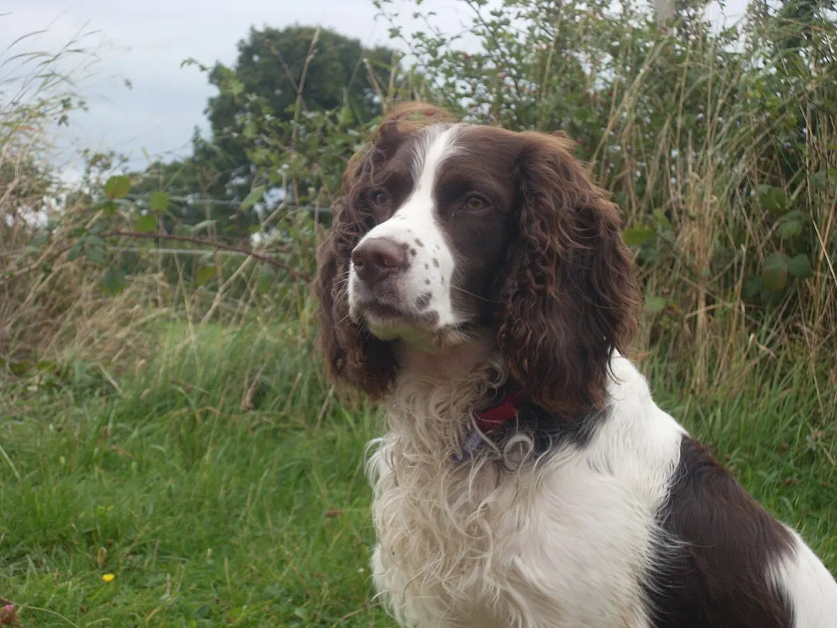 Springer spaniel englez maro cu alb, adult, așezat în iarbă