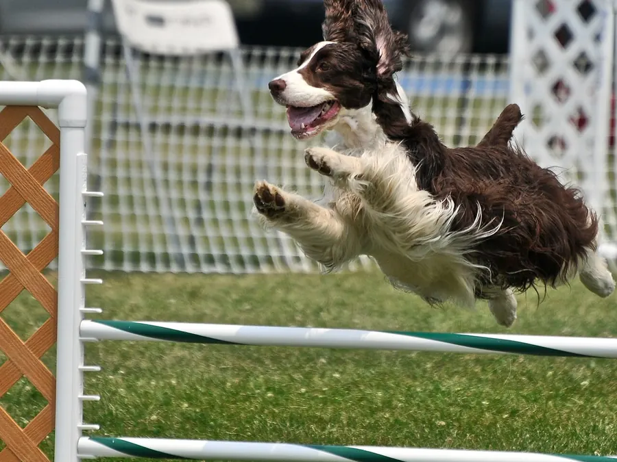 La agility
