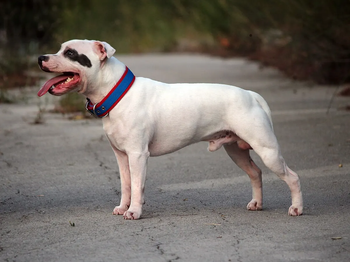 Staffordshire Bull Terrier alb cu pată neagră pe cap, adult, în picioare, din profil, pe fundal neutru