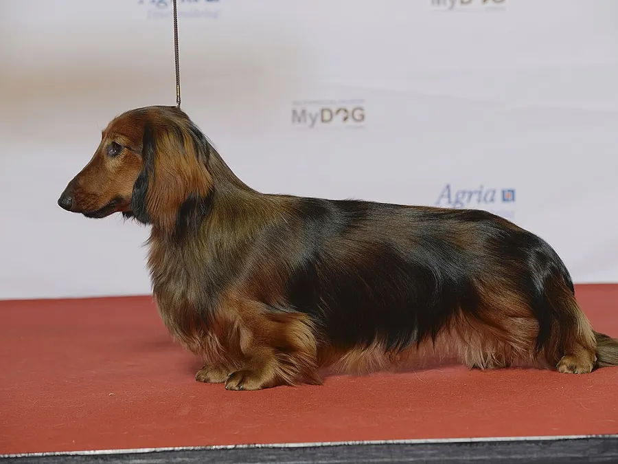 Păr lung