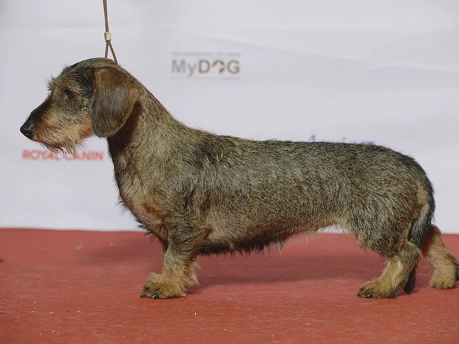 Păr sârmos