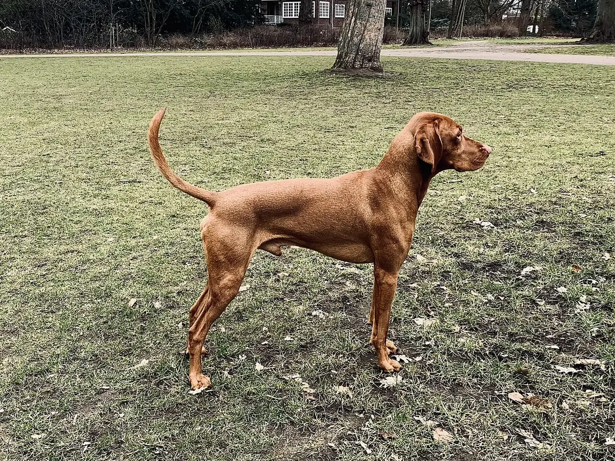 Vizsla auriu-ruginiu, adult, în picioare, din profil, cu păr scurt și urechi lăsate, pe fundal neutru