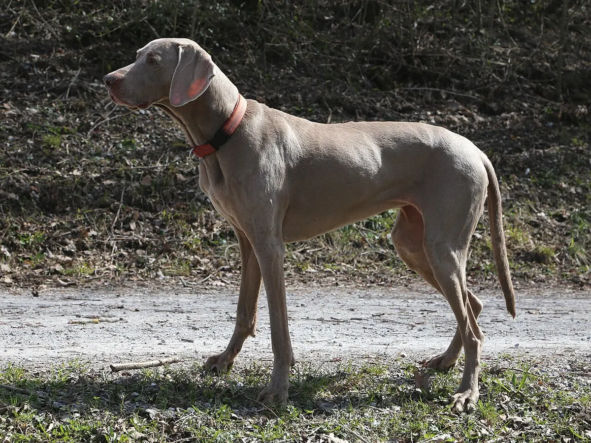 Weimaraner argintiu cu păr scurt, adult, în picioare, din profil, cu ochii deschiși la culoare, pe fundal neutru