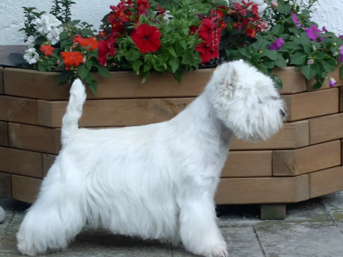 West Highland White Terrier alb, adult, în picioare, din profil, cu blana aspră și urechile mici drepte, pe fundal neutru