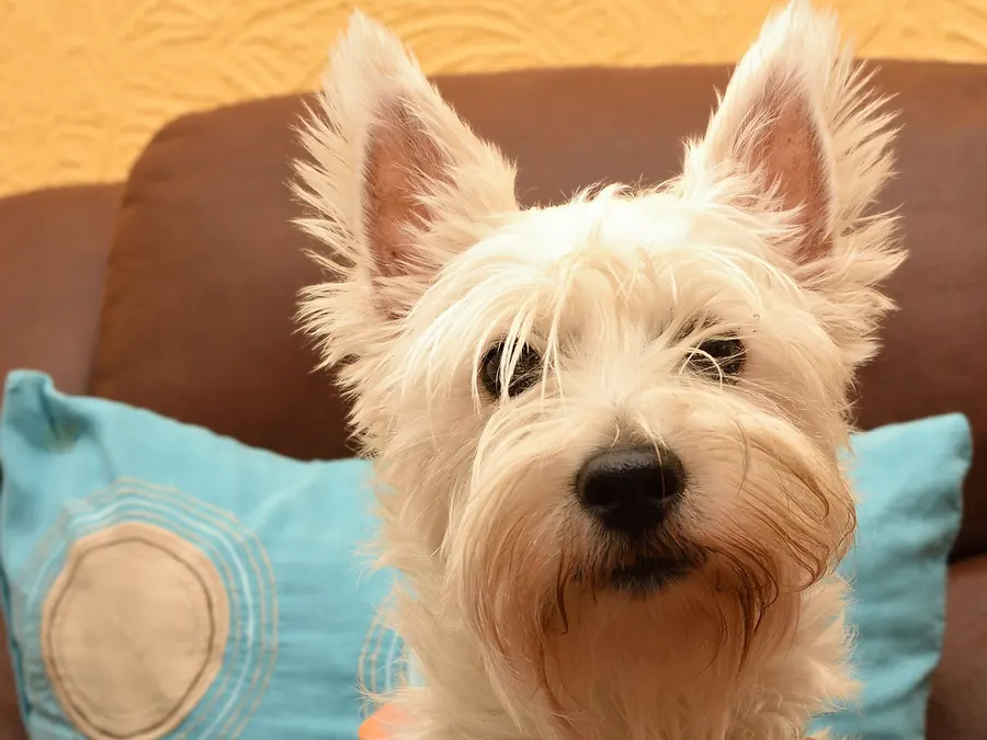 Portret, urechi drepte