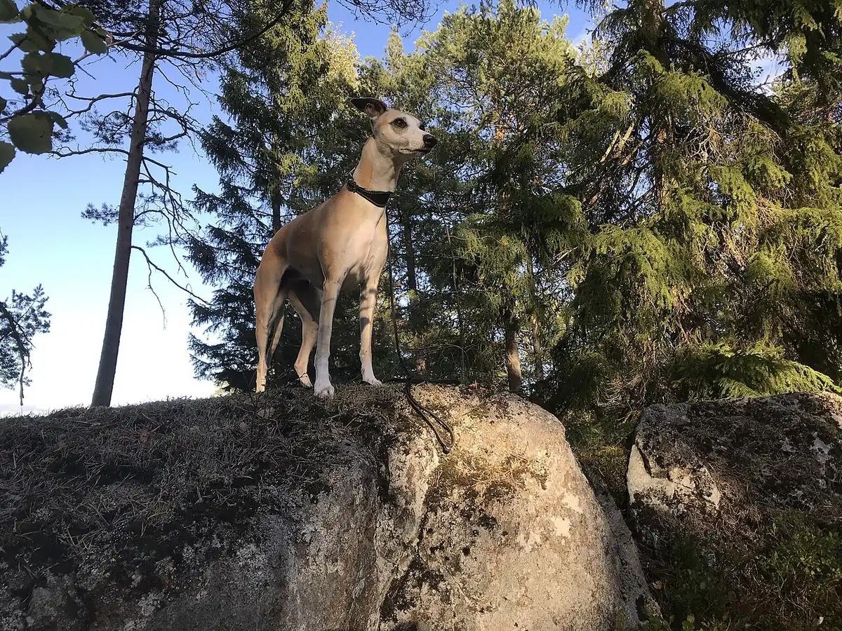 Whippet fawn, adult, așezat pe o stâncă, în pădure