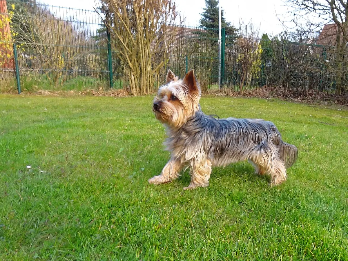 Yorkshire Terrier adult cu blana lungă, albastru oțel cu tan, în picioare, din profil, pe fundal neutru